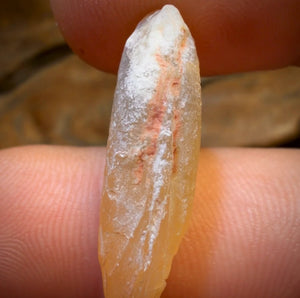 12.9cts - Opalised Shell Rare Geological Rough Specimen from Lightning Ridge