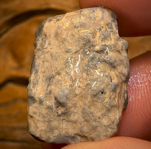 Auction Fall-Through = Your Gain! 🔥 Now More Than 50% Off RRP 🚨 18.1cts - Lightning Ridge Wood / Vegetation Fossil Opal Rough Specimen