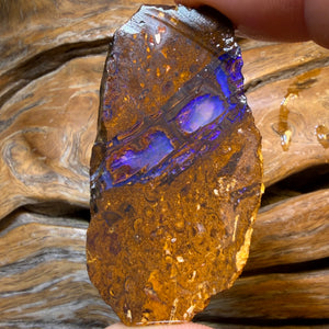 HDW 139.8cts - Opalised Fossil Replacement Boulder Opal Rough Piece