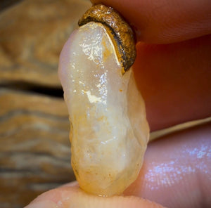 22.6cts - Rare Yowah Nut Crystal Centre Opal Rough Geological Specimen. Naturally Deshelled Wow!