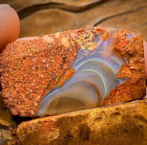 323.9cts - 3x Queensland Boulder Pipe Opal Rough Parcel