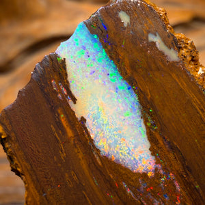 279.9cts - TOP Vegetation Fossil Replacement Boulder Opal Specimen Rub
