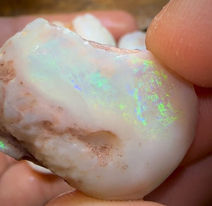 153cts - 5x Opalised Shell Geological Specimens from South Australia - Opal Whisperers