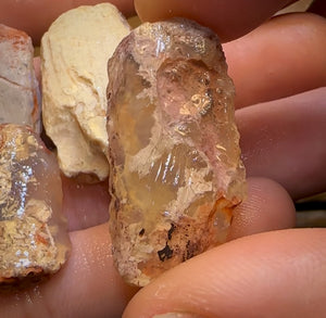 93.6cts - 5x Opalised Fossil Geological Specimens from Lightning Ridge