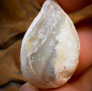 36.1cts - Opalised Shell Rare Geological Rough Specimen from Lightning Ridge