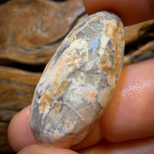 đš AUCTION đš 43.1cts - Opalised Shell Geological Specimen from South Australia. Featured on âOutback Opal Huntersâ!
