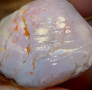 50.3cts - Opalised Shell Rare Geological Specimen from South Australia Great Preserved Shape