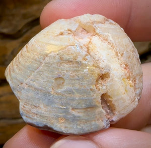 84.4cts - Opalised Fossil Shell Specimen from South Australia - Opal Whisperers