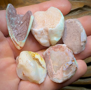 153cts - 5x Opalised Shell Geological Specimens from South Australia - Opal Whisperers