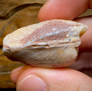 81.6cts - Opalised Fossil Mussel Shell Specimen from South Australia - Opal Whisperers