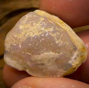 Auction Fall-Through = Your Gain! 🔥 Now More Than 50% Off RRP 🚨 23.8cts - Opalised Shell Rare Geological Specimen from South Australia