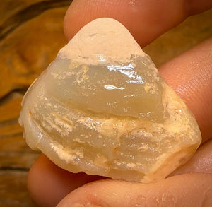 57.6cts - Opalised Shell Rare Geological Specimen from Lightning Ridge