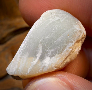 26.3cts - Opalised Shell Rare Geological Rough Specimen from Lightning Ridge