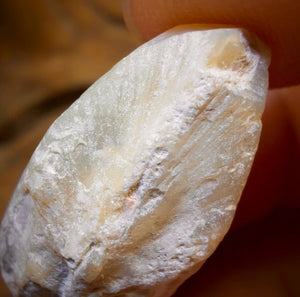 26.3cts - Opalised Shell Rare Geological Rough Specimen from Lightning Ridge