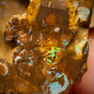 Wildcard! 34.4cts - “Super Bright Below?” Yowah Nut Bright Opal Rough Preform