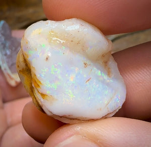 153cts - 5x Opalised Shell Geological Specimens from South Australia - Opal Whisperers