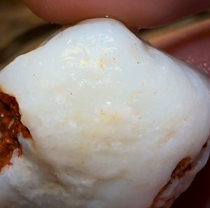 62.3cts - Opalised Shell Rare Geological Specimen from South Australia