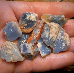 136.1cts - 9x Opalised Fossil Geological Specimens from Lightning Ridge