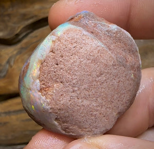 106.5cts - Opalised Shell Rare Geological Specimen from South Australia - Opal Whisperers