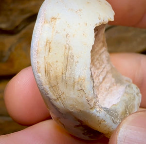 77.8cts - Opalised Fossil Shell Specimen from South Australia - Opal Whisperers