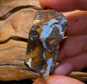 302.9cts - Queensland Boulder Seam Opal Rough Specimen - Opal Whisperers