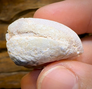 54.8cts - Opalised Fossil Shell Specimen from South Australia - Opal Whisperers