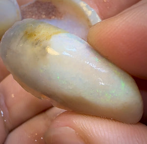 71.4cts - 4x Opalised Shell Geological Specimens from South Australia - Opal Whisperers