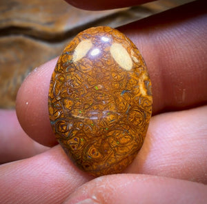 š 86.6cts - 5x Australian Tribal Boulder Opalās. Wholesale Dealers Parcel