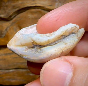 77.8cts - Opalised Fossil Shell Specimen from South Australia - Opal Whisperers
