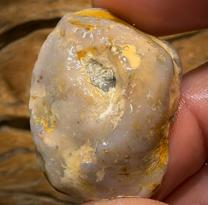 78.6cts - Opalised Shell Rare Geological Specimen from South Australia Good Size