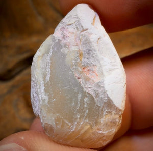 36.1cts - Opalised Shell Rare Geological Rough Specimen from Lightning Ridge