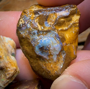 Auction Fall-Through = Your Gain! 🔥 Now More Than 50% Off RRP 🚨 335cts - 8x Opalised Wood/Vegetation Fossil Rough Parcel from Yowah