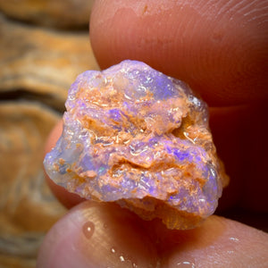 Bargain Card! 19.8cts - Opalised Shell Geological Specimen from South Australia