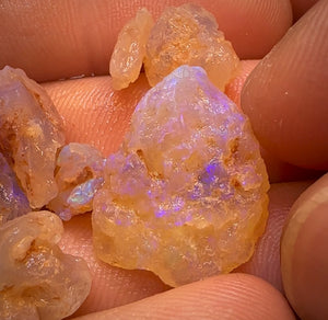 63.3cts - 12x Opalised Fossil Geological Specimens from Lightning Ridge