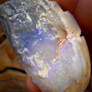 58.2cts - Opalised Shell Rare Geological Rough Specimen from Lightning Ridge