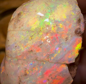 79.5cts - TOP Opalised Shell Rare Geological Specimen from South Australia