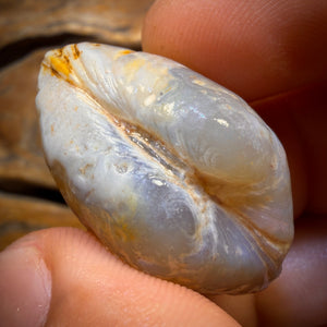 73.8cts - Opalised Shell Geological Specimen from South Australia. Featured on ‘Outback Opal Hunters’!