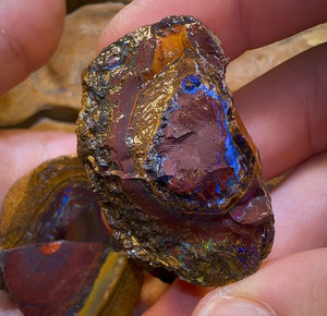 193.1g - 7x Koroit Nut Rough Opal Parcel - Opal Whisperers