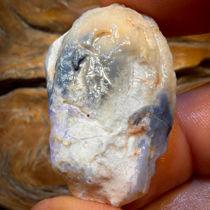 75.5cts - Opalised Shell Geological Specimen from South Australia