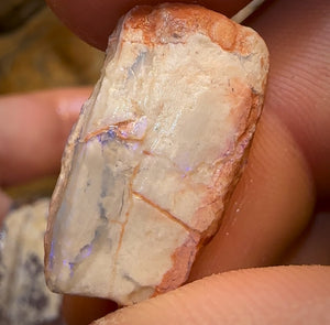 93.6cts - 5x Opalised Fossil Geological Specimens from Lightning Ridge