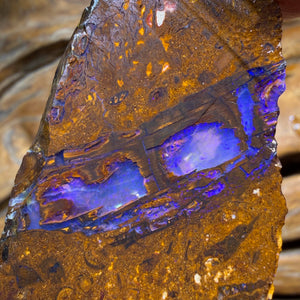 HDW 139.8cts - Opalised Fossil Replacement Boulder Opal Rough Piece