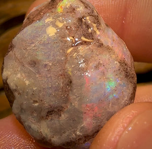 79.5cts - TOP Opalised Shell Rare Geological Specimen from South Australia
