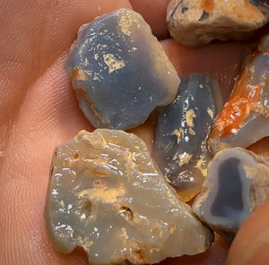 136.1cts - 9x Opalised Fossil Geological Specimens from Lightning Ridge