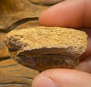 197cts - Yowah Nut Opal Polished Specimen - Opal Whisperers