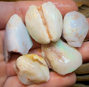 153cts - 5x Opalised Shell Geological Specimens from South Australia - Opal Whisperers