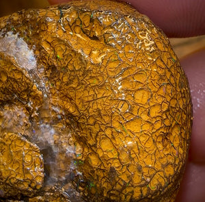 151.8cts - Unopened Yowah Nut Opal Rough Piece. Gamble Nut Showing Colour! - Opal Whisperers