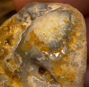 Auction Fall-Through = Your Gain! 🔥 Now More Than 50% Off RRP 🚨 74.5cts - Opalised Shell Rare Geological Specimen from South Australia Large and Well Preserved