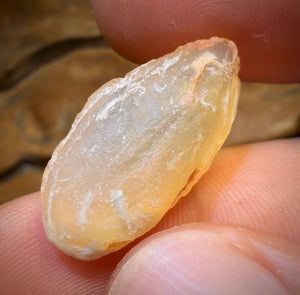 12.9cts - Opalised Shell Rare Geological Rough Specimen from Lightning Ridge