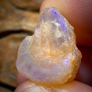 19.4cts - Opalised Shell Geological Specimen from South Australia