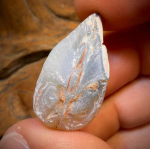 43cts - Opalised Shell Rare Geological Rough Specimen from Lightning Ridge